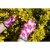 Manusi de gradina model floral, marimea 7" VERTO 97H146